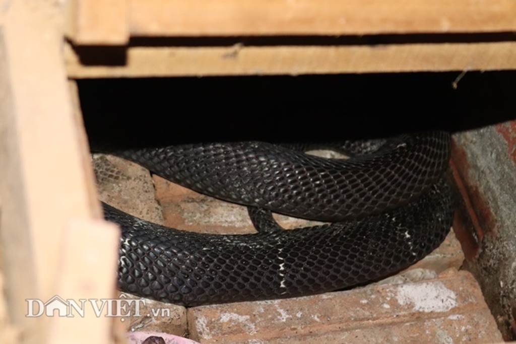 Ớn lạnh người đàn ông nuôi 1.000 con mãng xà cực độc ở Lào Cai-8