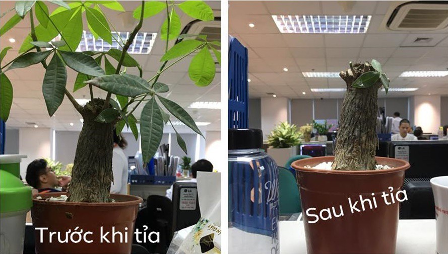 Cô nàng kể khổ bạn trai thích tỉa cây nhưng không ai hiểu, mãi tới khi thấy thành quả thì mọi người mới vỡ lẽ-2