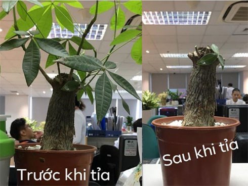 Cô nàng kể khổ bạn trai thích tỉa cây nhưng không ai hiểu, mãi tới khi thấy thành quả thì mọi người mới vỡ lẽ