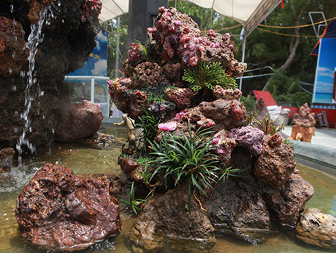 Bộ rễ gỗ trai tiền tỷ tuyệt đẹp của ông chủ thầu Hà Tĩnh-12