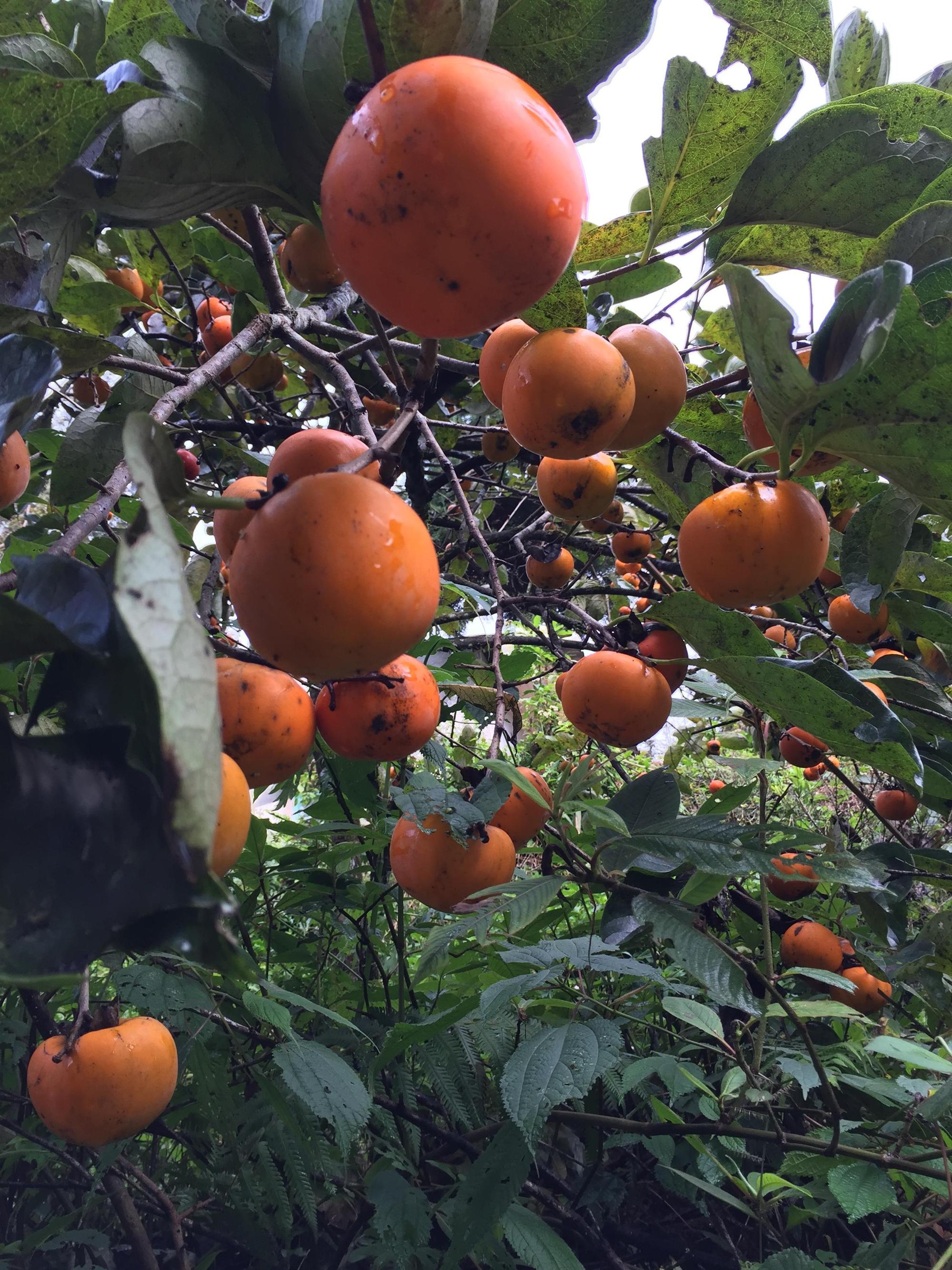 Hồng giòn đầu mùa giá rẻ và cách chọn hồng chuẩn ‘made in Việt Nam’-2