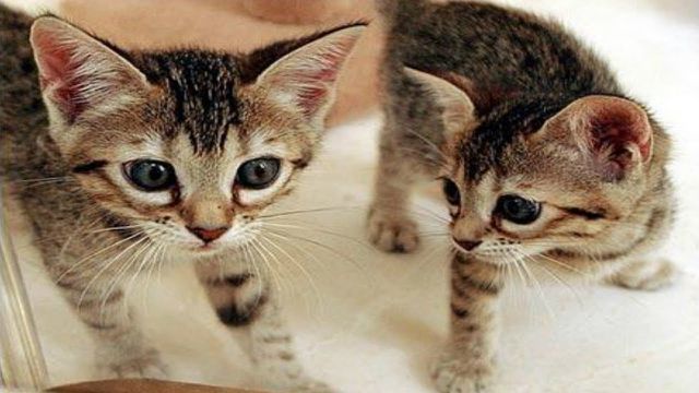 Hơn 800 triệu cho một con mèo nhân bản tại Trung Quốc-1