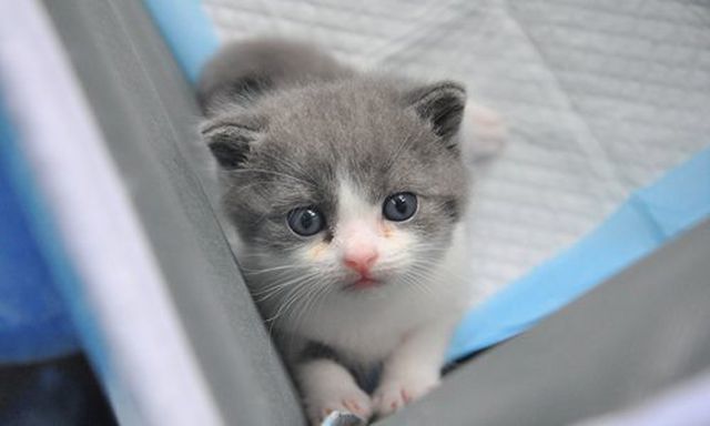 Hơn 800 triệu cho một con mèo nhân bản tại Trung Quốc-2