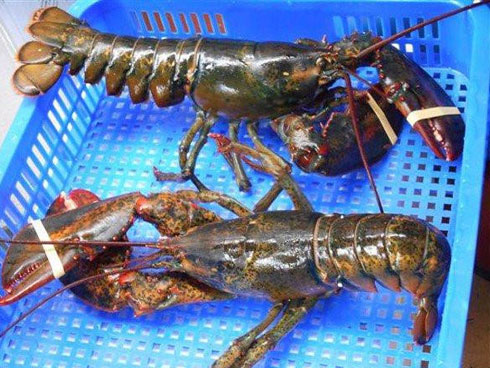 Tôm hùm Alaska 170.000 đồng/kg về VN ‘cõng’ thêm bao nhiêu thuế phí?-3