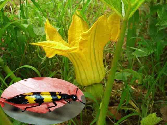 Loài sâu ban miêu người dân bắt bán cho Trung Quốc có gì đặc biệt?-1