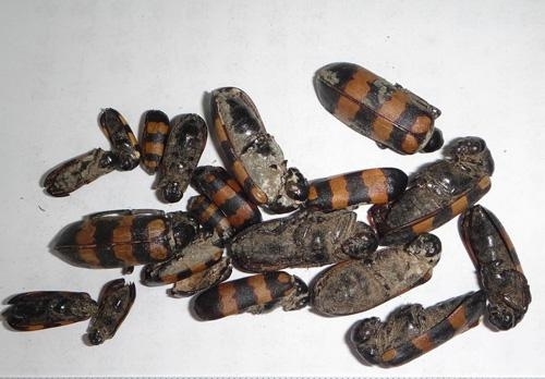 Loài sâu ban miêu người dân bắt bán cho Trung Quốc có gì đặc biệt?-2