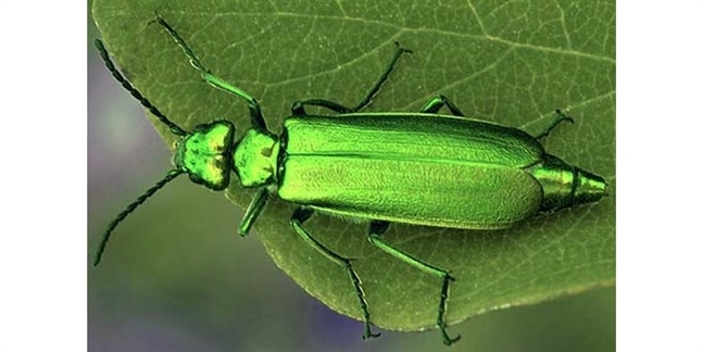 Loài sâu ban miêu người dân bắt bán cho Trung Quốc có gì đặc biệt?-4