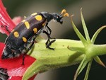Thương lái Trung Quốc mua 1-2 triệu/kg bọ sọc, Bộ Nông nghiệp nói gì?-2