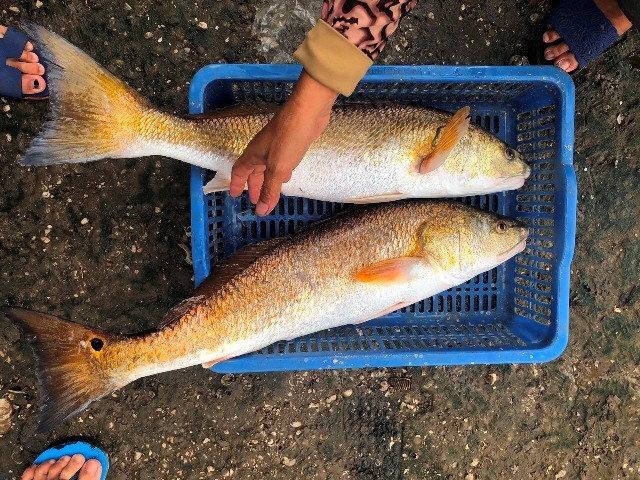 Bắt được 2 con cá lạ trên sông, giá hơn 1 tỷ-2