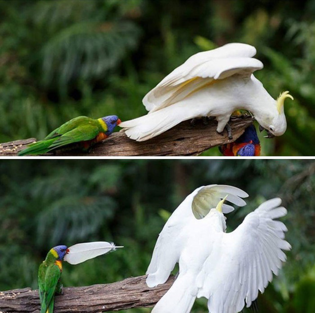 Bật cười trước những khoảnh khắc ngẫu hứng đầy thú vị của loài chim-11