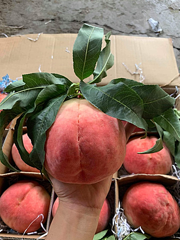 60.000 đồng một quả đào tiên ở chợ Hà Nội-1