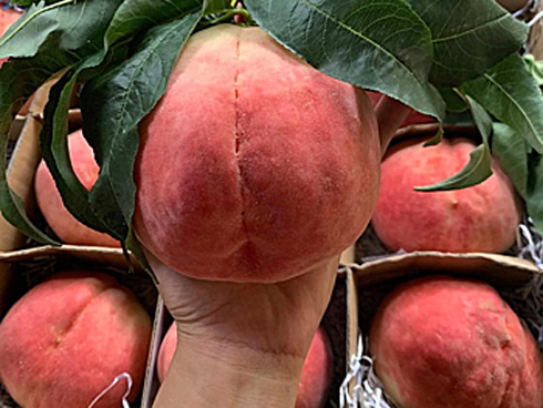 Bị hét giá 400.000 đồng/quả, hồng Nhật Bản vẫn đắt hàng ngày Trung thu-4