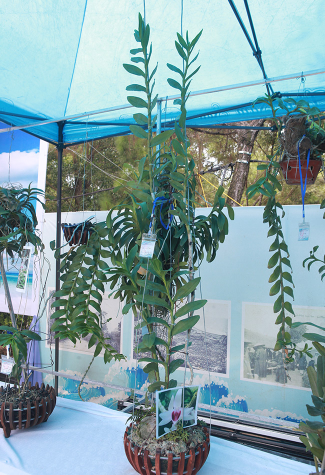 Cây lan phi điệp 5 cánh trắng độc cước, cao 20cm, giá 500 triệu-11