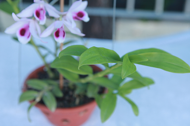 Cây lan phi điệp 5 cánh trắng độc cước, cao 20cm, giá 500 triệu-12