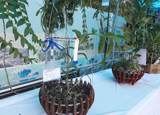 Cây lan phi điệp 5 cánh trắng độc cước, cao 20cm, giá 500 triệu-3