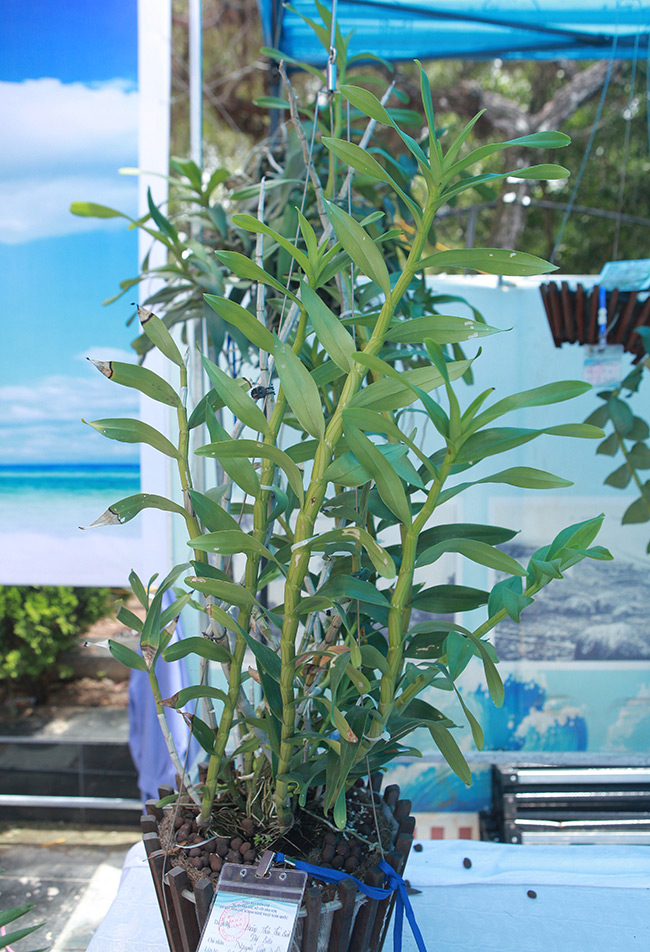 Cây lan phi điệp 5 cánh trắng độc cước, cao 20cm, giá 500 triệu-6