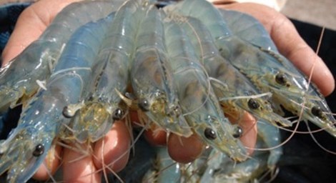 Bí quyết chọn tôm ngon không tiêm hóa chất bách phát bách trúng”, các bà nội trợ cần nắm-2