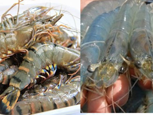 Bỏ thứ này vào trước khi kho cá món ăn thơm ngon, hết tanh cả nhà ai cũng thích-3