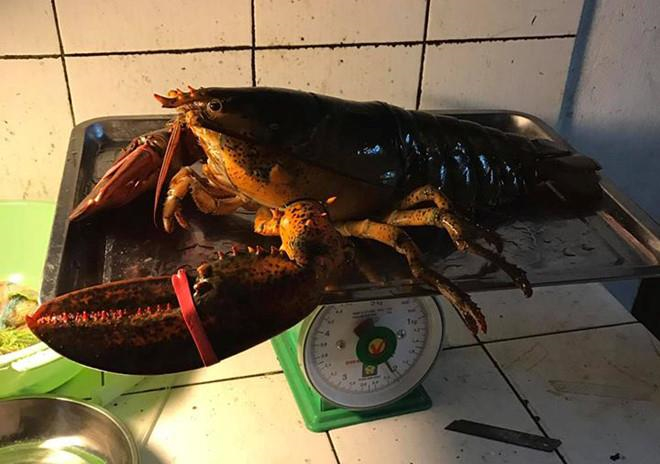 Tôm hùm Alaska 170.000 đồng/kg về VN ‘cõng’ thêm bao nhiêu thuế phí?-2