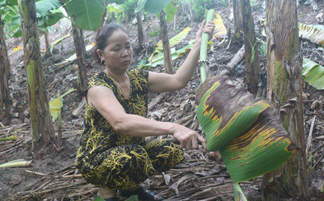 Tận thu lá chuối, lá dong thu nhập khá-1