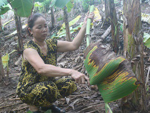 Trồng rừng cây bóc vỏ bán, lão nông thu tiền tỷ giấu đầy gác bếp-4