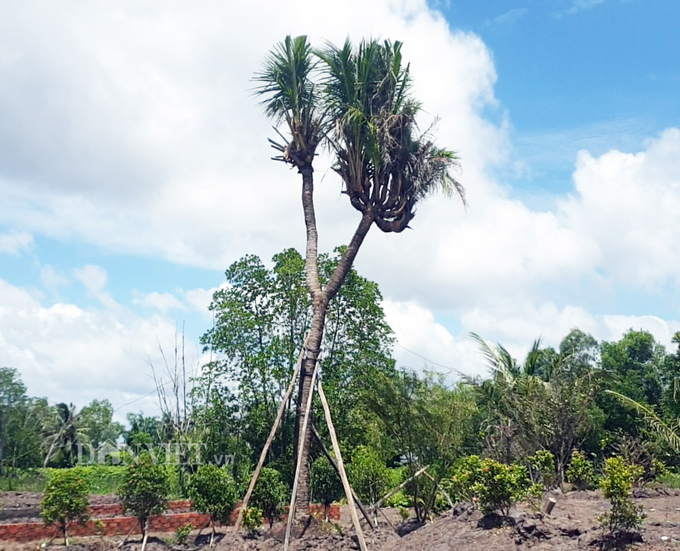 Độc nhất Cà Mau: Cây dừa 14 đọt cực lạ, trả 180 triệu đồng chưa bán-1