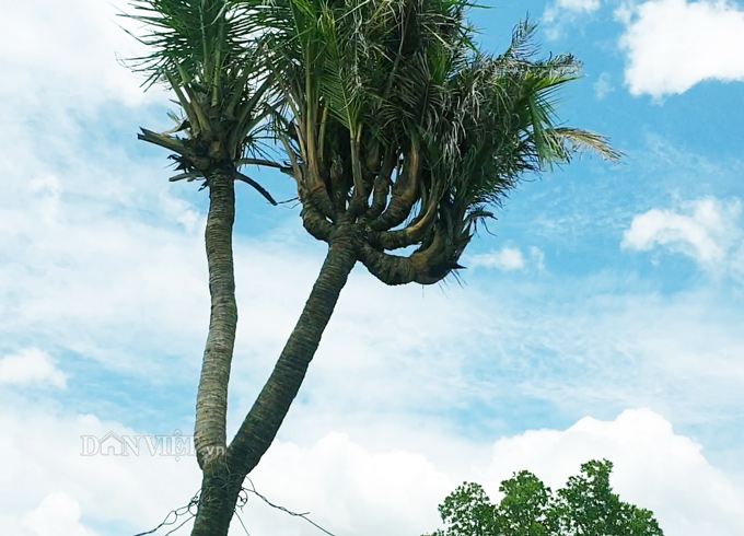 Độc nhất Cà Mau: Cây dừa 14 đọt cực lạ, trả 180 triệu đồng chưa bán-2