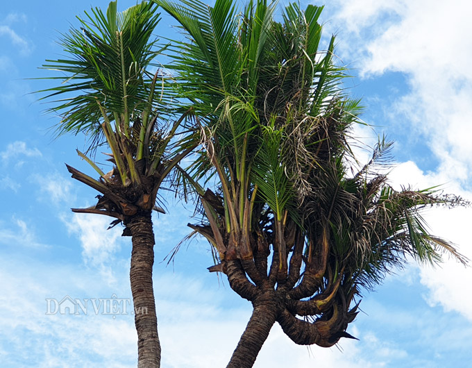 Độc nhất Cà Mau: Cây dừa 14 đọt cực lạ, trả 180 triệu đồng chưa bán-3
