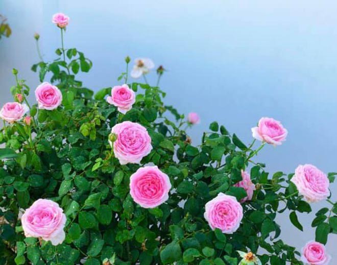 Sánh đôi bên chồng với hình ảnh đẳng cấp nhưng khi về nhà, vợ Quyền Linh lại có sở thích rất giản dị-18