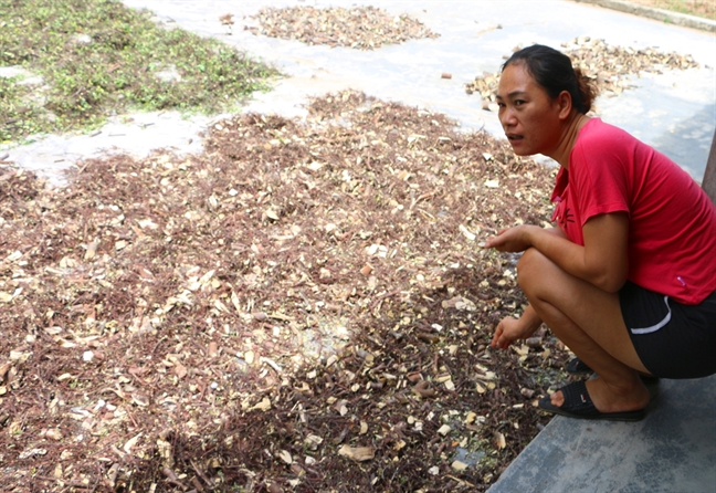 Ồ ạt săn trầm dó, tơ hồng để bán cho thương lái Trung Quốc-1