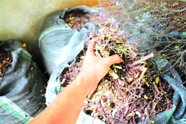 Ồ ạt săn trầm dó, tơ hồng để bán cho thương lái Trung Quốc-2