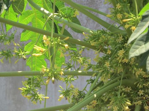 Lại có trường hợp bé gái 4 tháng tuổi tử vong sau khi chữa ho sai cách: Đâu là cách xử lý đúng nhất khi trẻ sơ sinh bị ho?-4