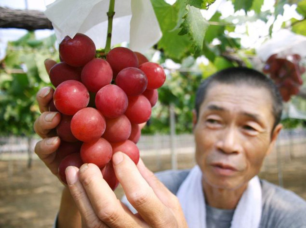 Loại quả nhìn bên ngoài bình thường, bên trong đắt ngang vàng bạc-1