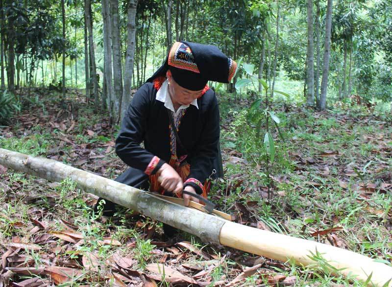 Trồng rừng cây bóc vỏ bán, lão nông thu tiền tỷ giấu đầy gác bếp-1