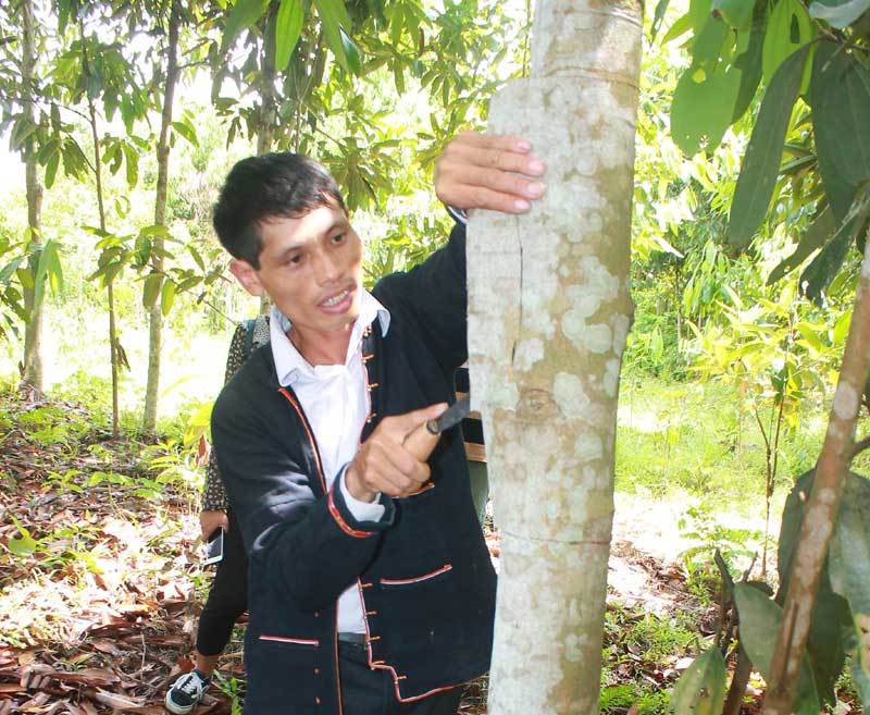 Trồng rừng cây bóc vỏ bán, lão nông thu tiền tỷ giấu đầy gác bếp-2