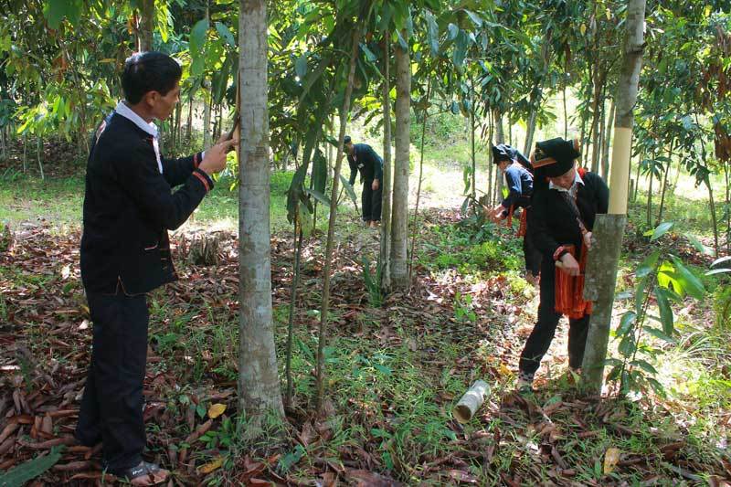 Trồng rừng cây bóc vỏ bán, lão nông thu tiền tỷ giấu đầy gác bếp-3