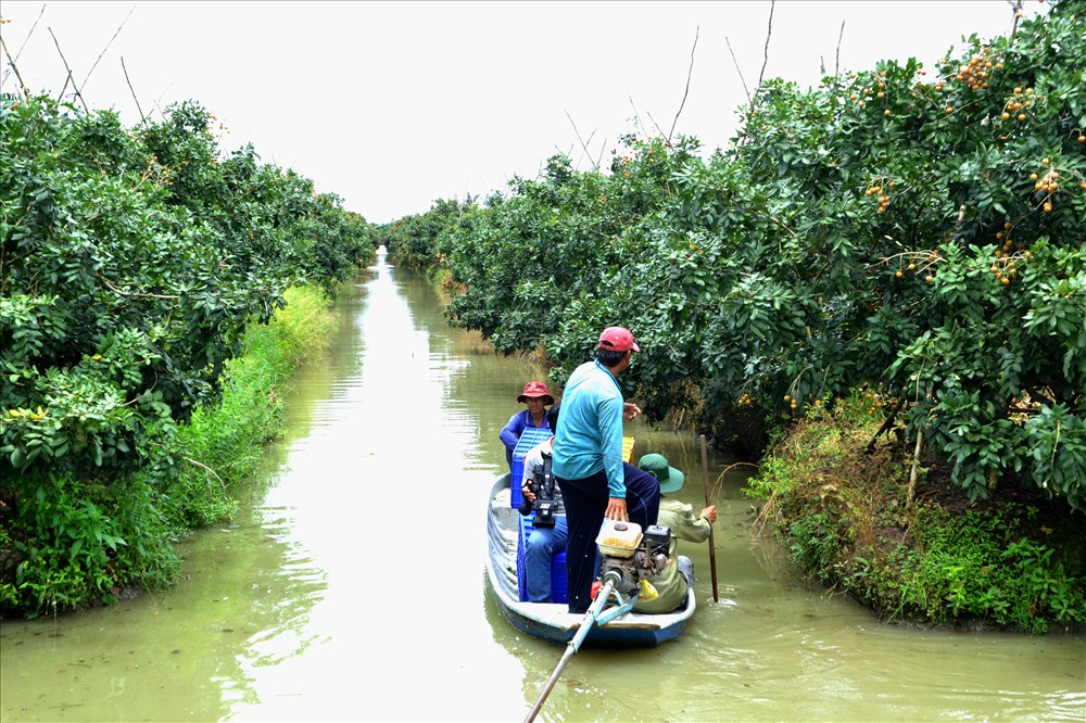Trên cả đặc sản, giống nhãn đột biến ở Bạc Liêu được săn tìm-2