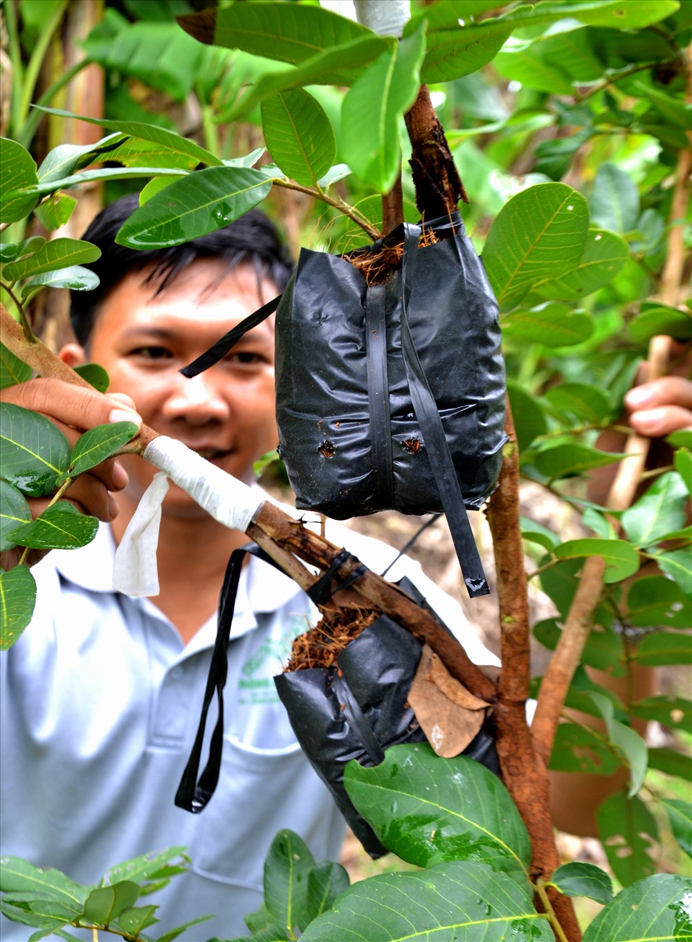 Trên cả đặc sản, giống nhãn đột biến ở Bạc Liêu được săn tìm-3