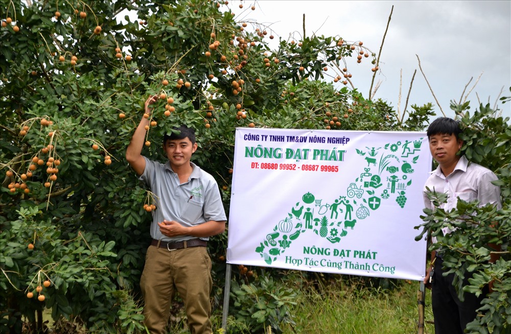 Trên cả đặc sản, giống nhãn đột biến ở Bạc Liêu được săn tìm-4