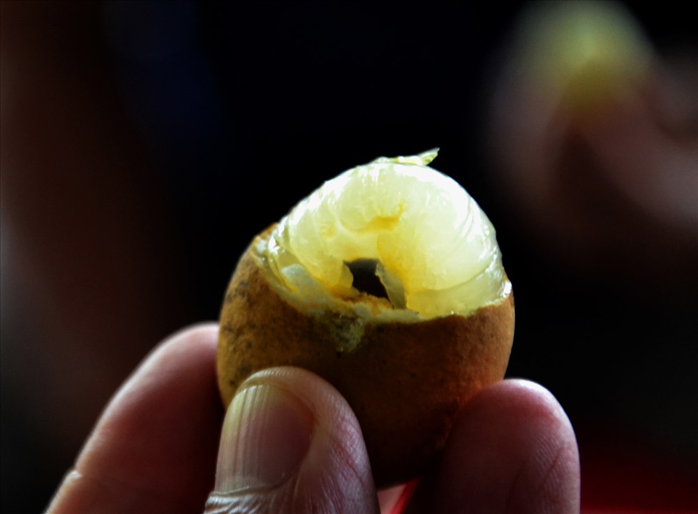 Trên cả đặc sản, giống nhãn đột biến ở Bạc Liêu được săn tìm-6