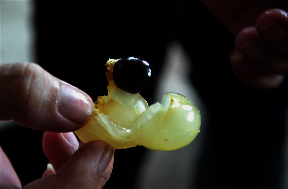 Trên cả đặc sản, giống nhãn đột biến ở Bạc Liêu được săn tìm-7