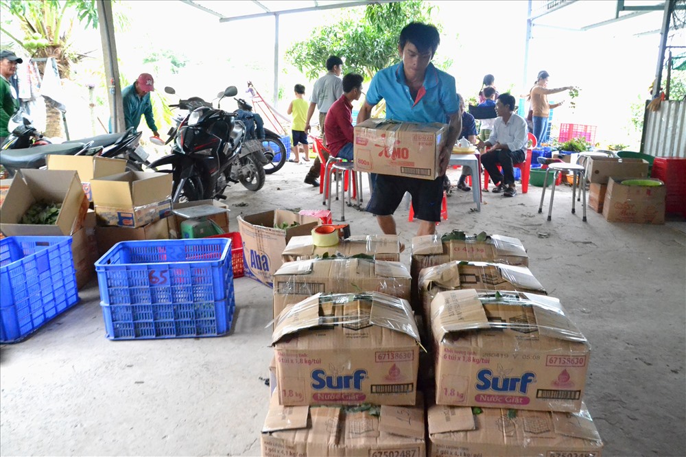 Trên cả đặc sản, giống nhãn đột biến ở Bạc Liêu được săn tìm-9