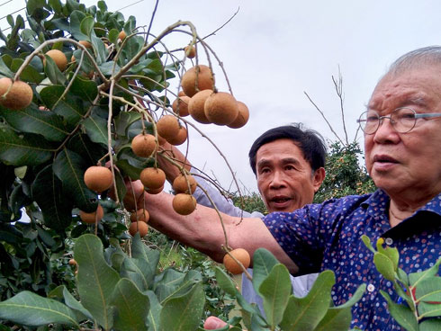 Chuyện thú vị quanh những cây hồng tiến vua sắp tuyệt chủng ở Phú Thọ-7