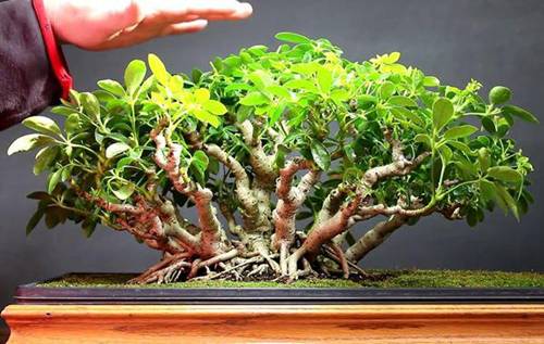 Cây ngũ gia bì ý nghĩa phong thủy và tác dụng tới sức khỏe-2