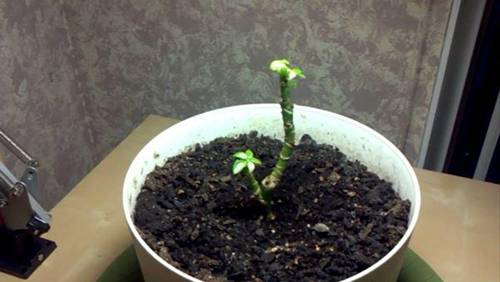 Cây ngũ gia bì ý nghĩa phong thủy và tác dụng tới sức khỏe-3