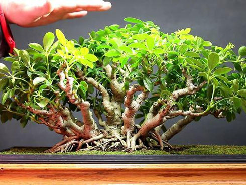 Những lỗi phong thủy đuổi” Thần Tài ra khỏi ngõ, làm ăn thất bại, quanh năm nợ nần-6