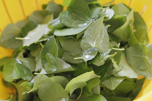 Giã nát rau diếp cá rồi cho thêm thứ này, mụn cứng đầu đến đâu cũng hết sạch đến đó-1