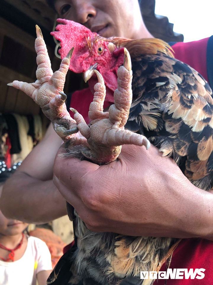 Kỳ lạ con ‘gà 9 cựa’ biến đổi giới tính ở Sơn La với lời đồn ‘ma ám’-3