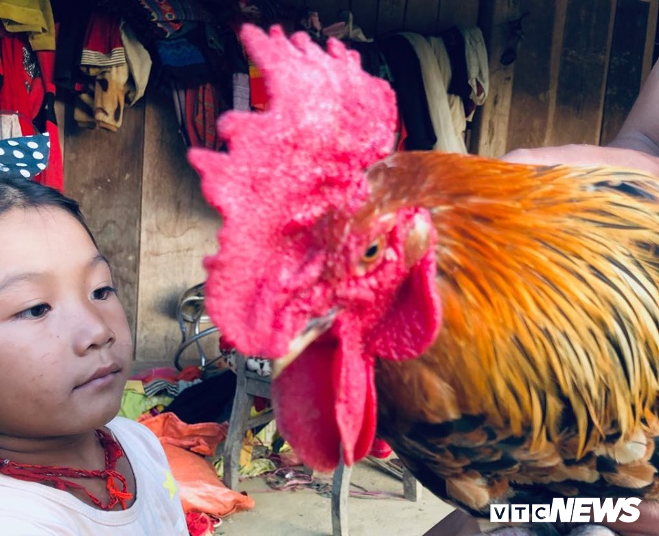 Kỳ lạ con ‘gà 9 cựa’ biến đổi giới tính ở Sơn La với lời đồn ‘ma ám’-4