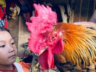Kỳ lạ con ‘gà 9 cựa’ biến đổi giới tính ở Sơn La với lời đồn ‘ma ám’